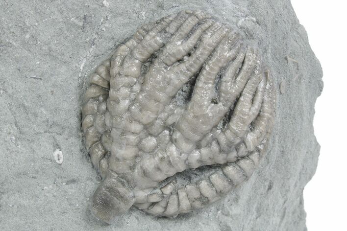 Uncommon Fossil Crinoid (Forbesiocrinus) - Crawfordsville, Indiana #358058